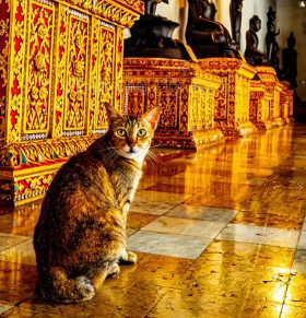 หนิง ปรีย์วรรณ